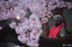 お地蔵さんのお花見