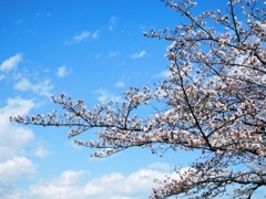 サクラ 2018-1