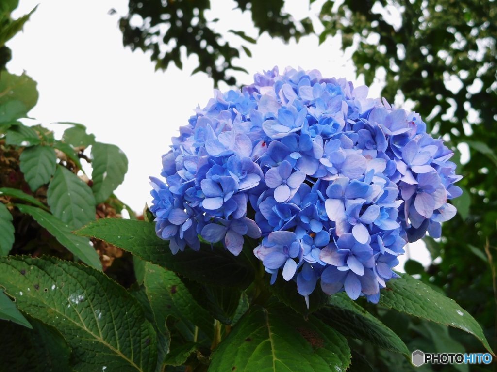 10月 名残りの花２