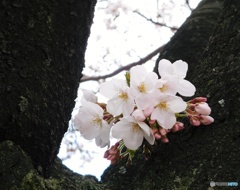サクラ 2019-8