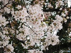 サクラ　2019-5