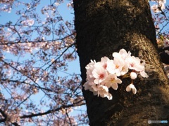  いつかの幹桜