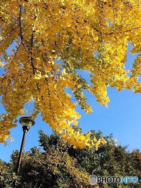 小春日和 4