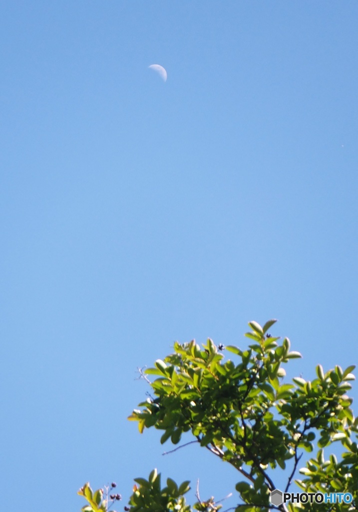 初夏の午後の月
