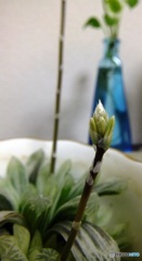 いつかの花芽