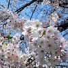 サクラ　　2017-8