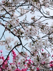 サクラ　2019-10