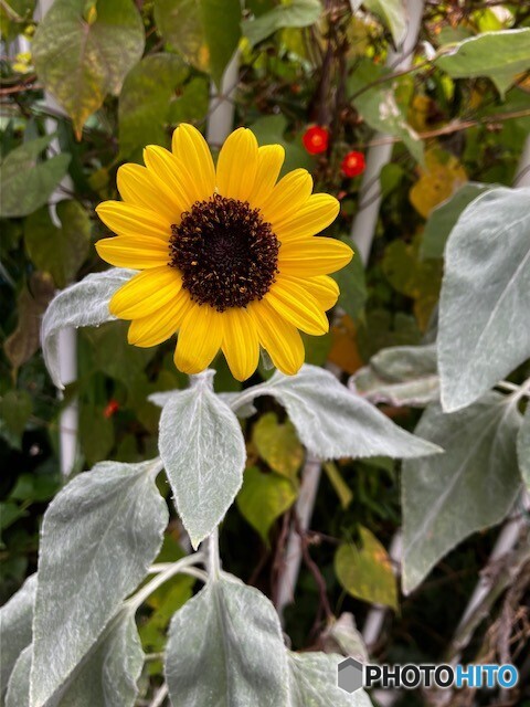 名残りの花