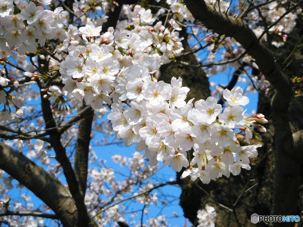 サクラ 2019-3