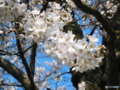 サクラ 2019-3