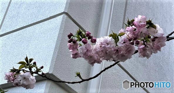 THE PINK 1