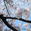 サクラ　2017-3