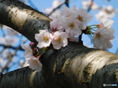 サクラ 2019-4
