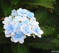 10月 名残りの花１