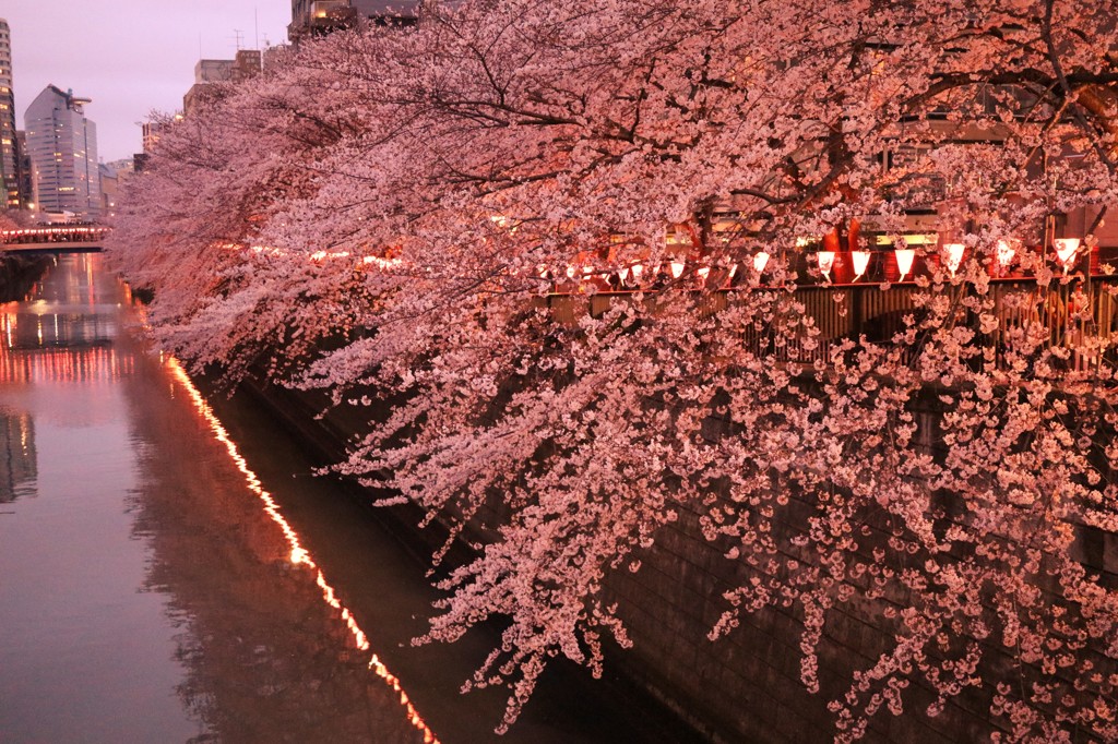 目黒川 桜