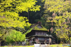 里山の春