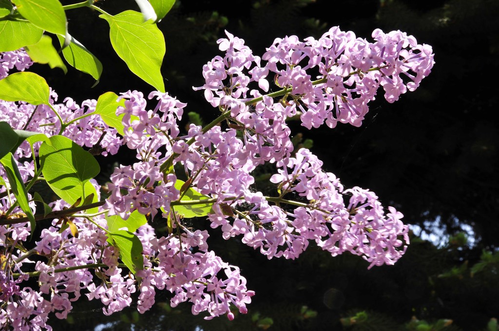 色づくライラックの花
