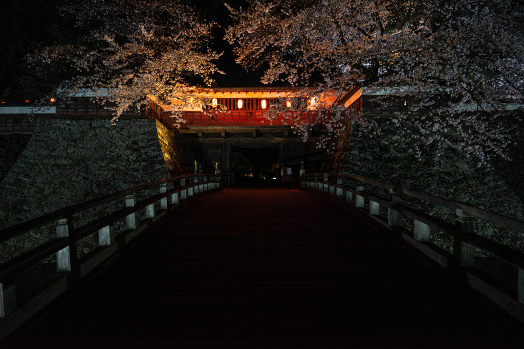 夜桜
