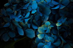 青い紫陽花