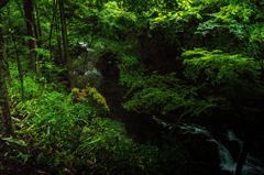 森の中の渓流