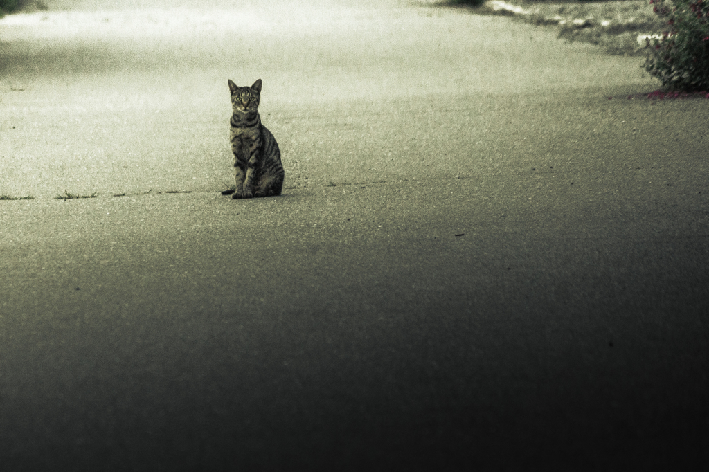 道端の猫