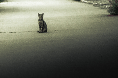 道端の猫