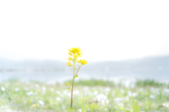 小さき花