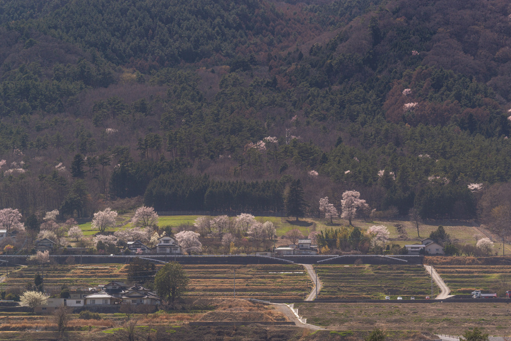 桜が咲いた