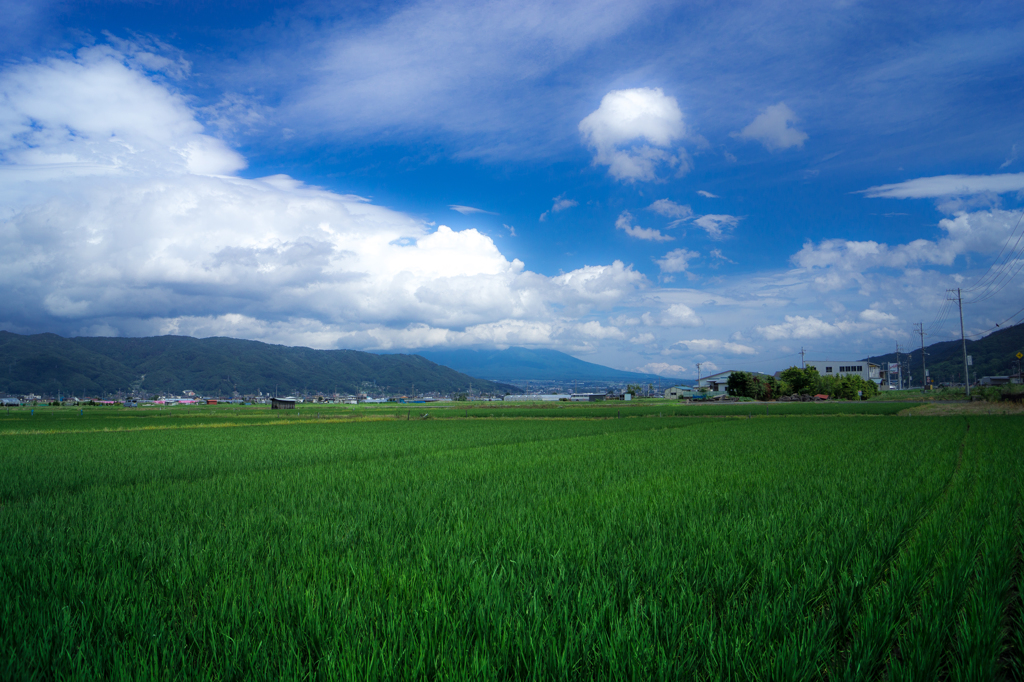 夏