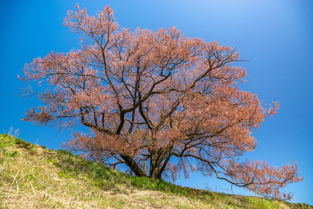 上ノ平城跡の一本桜