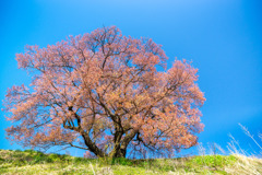 一本桜