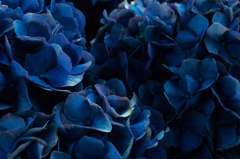 青い紫陽花Ⅱ