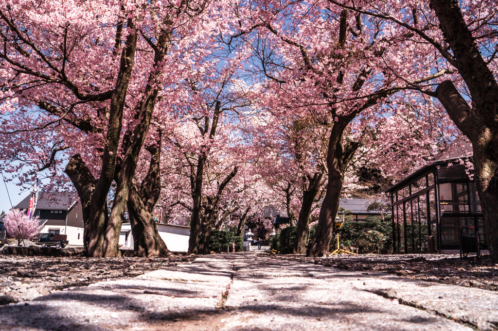 桜の境内