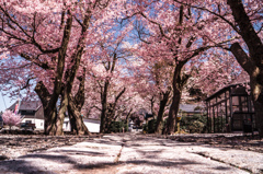 桜の境内