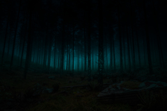 Dark forest