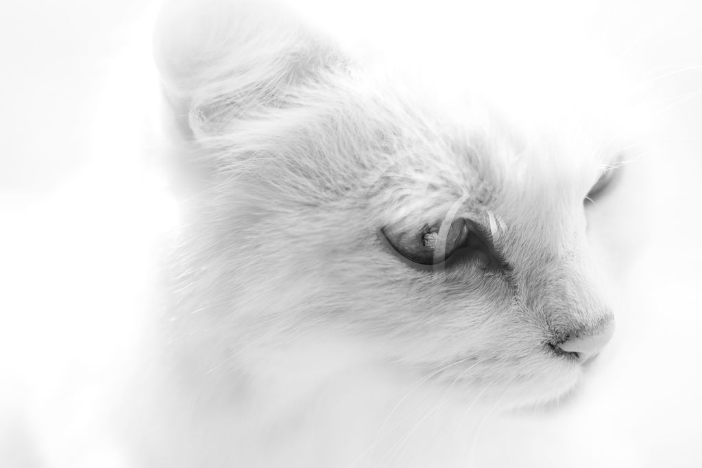 しろいねこ