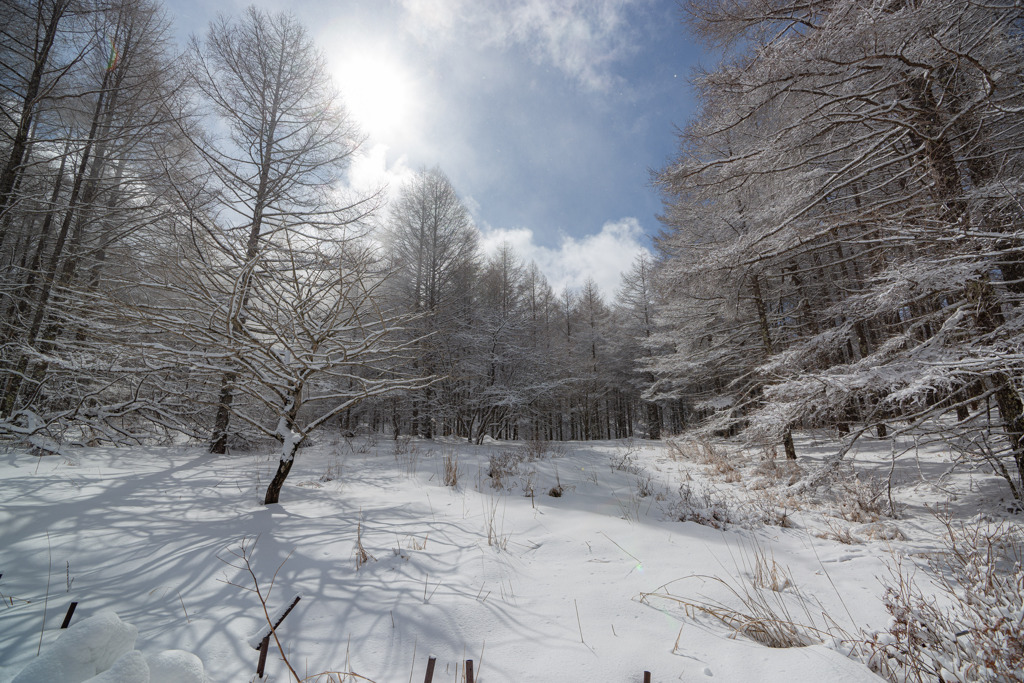 雪上の影