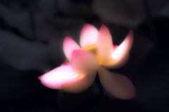 蓮