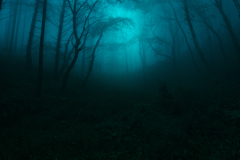 Dark forestⅡ