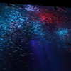 Sardine's meteor shower