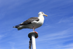 Weathercock