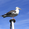 Weathercock