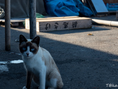 漁港ポートレート