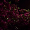 闇夜に浮かぶ…