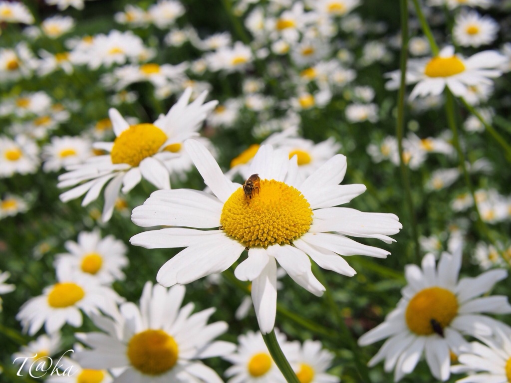 Fresh as a daisy♪