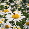 Fresh as a daisy♪