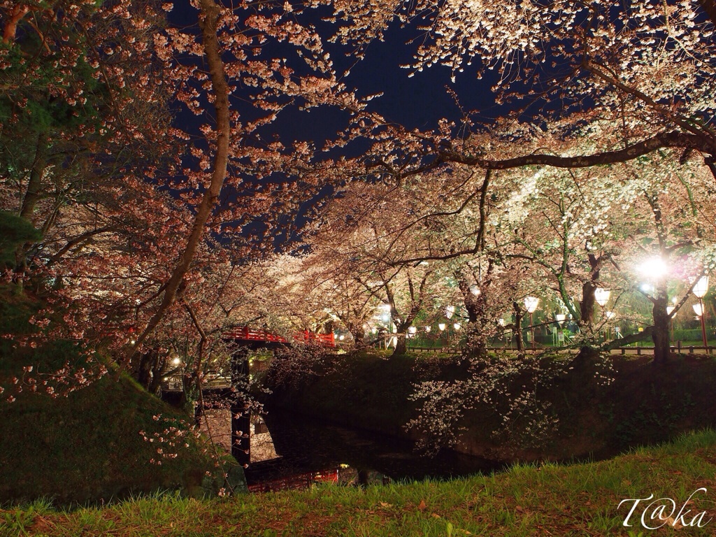 初めての夜桜♪