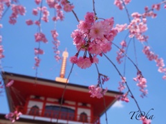 空色に映える朱と桜