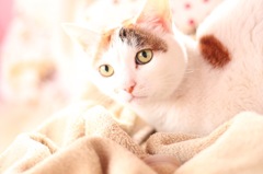 うちの猫