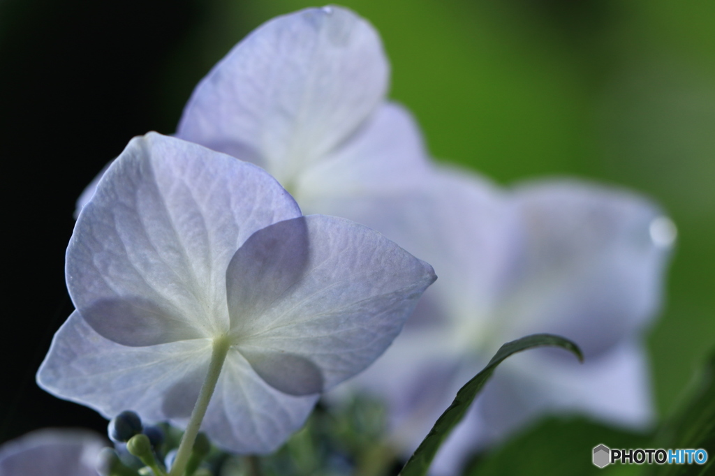 紫陽花1